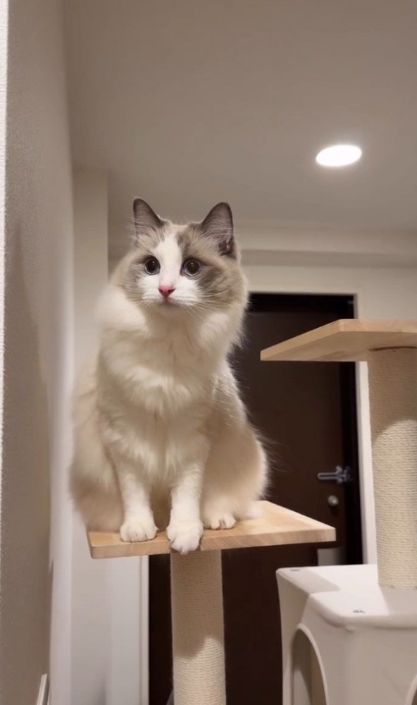 タワー2段目の猫