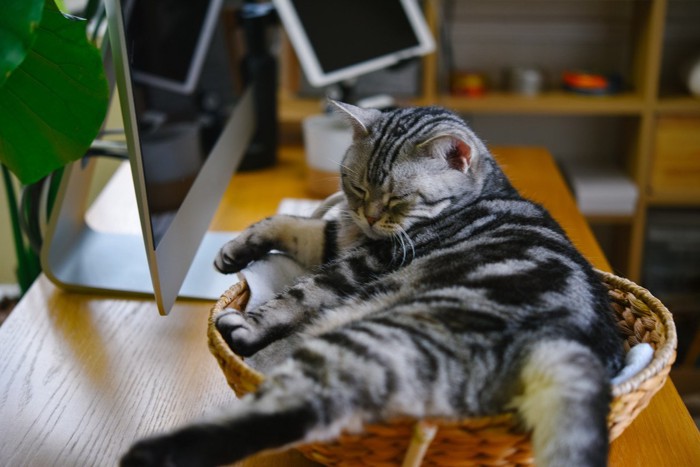 パソコン横で寝る猫
