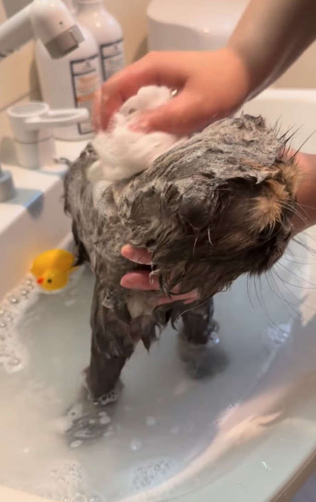 シャンプーする猫