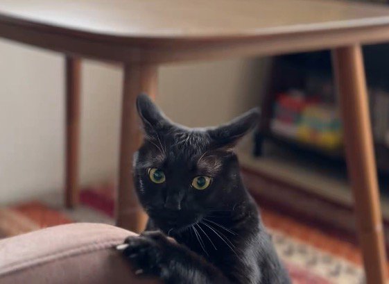 ソファの肘掛けに掴まってカメラを見つめる黒猫