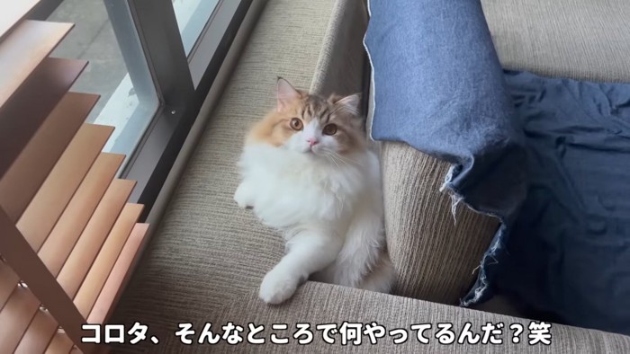 見上げる猫