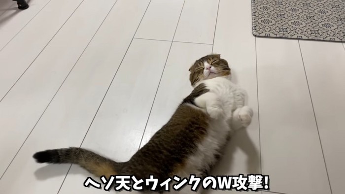 目を閉じて仰向けになる猫