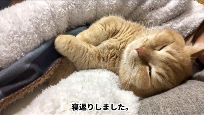 女性の腕の中で目を細める猫