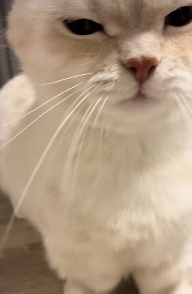飼い主さんに突進するミヌエット