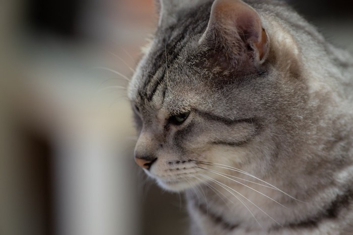 寂しげな表情の猫の横顔