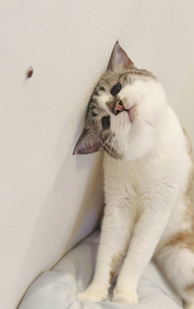 クモを見つめる猫