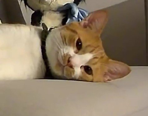 寝そべっている猫