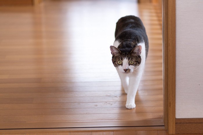 室内を歩いてくる猫