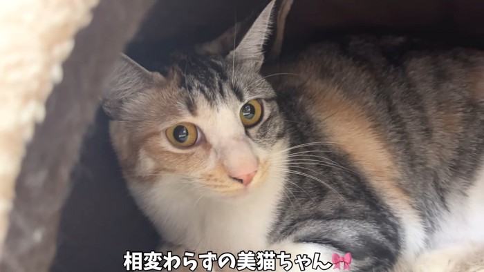 隠れる猫