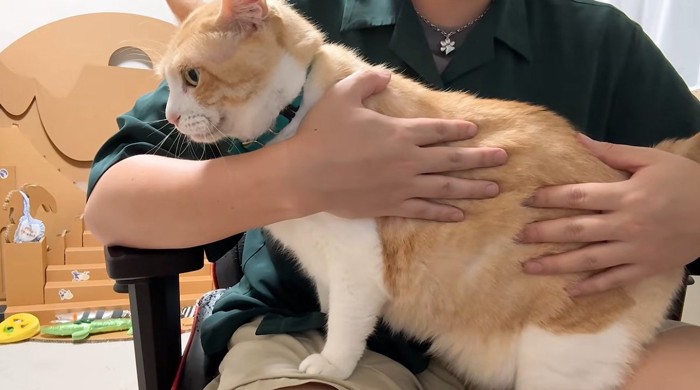 膝の上に乗っている猫