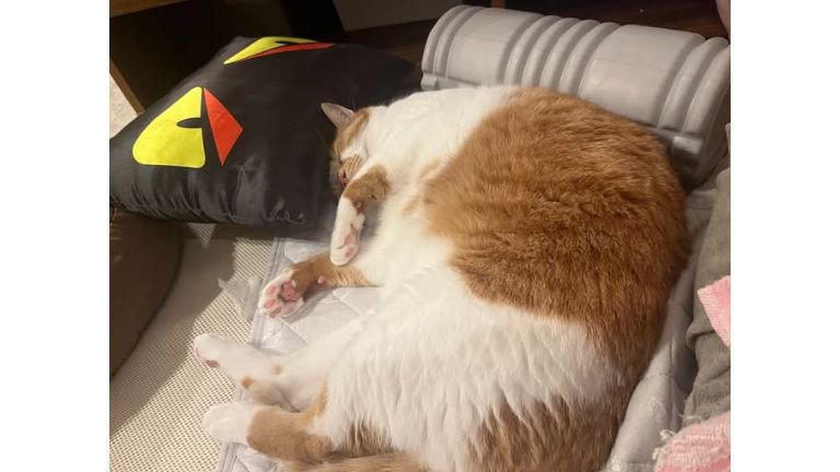 寝ている猫