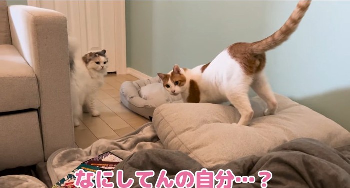 見つめ合う猫