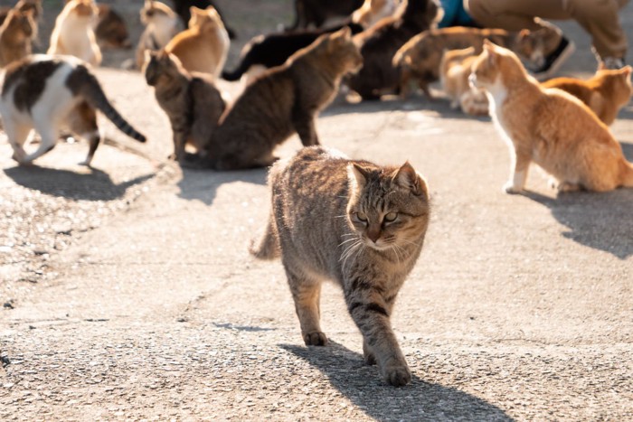 餌場に集まってきた猫達