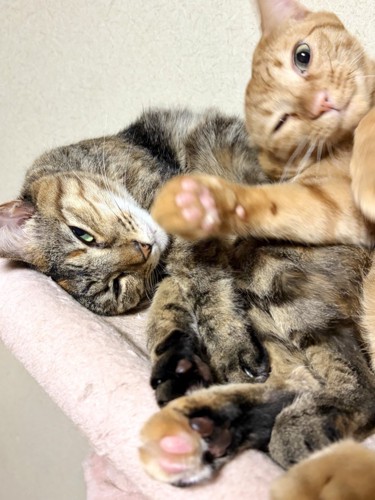 へそ天する麦わら猫に乗るように寝転ぶ茶トラ