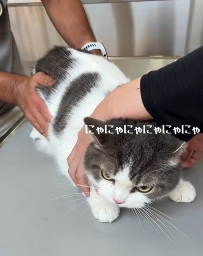 抵抗する猫