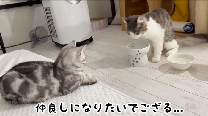 見つめる子猫