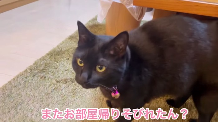 立っている黒猫