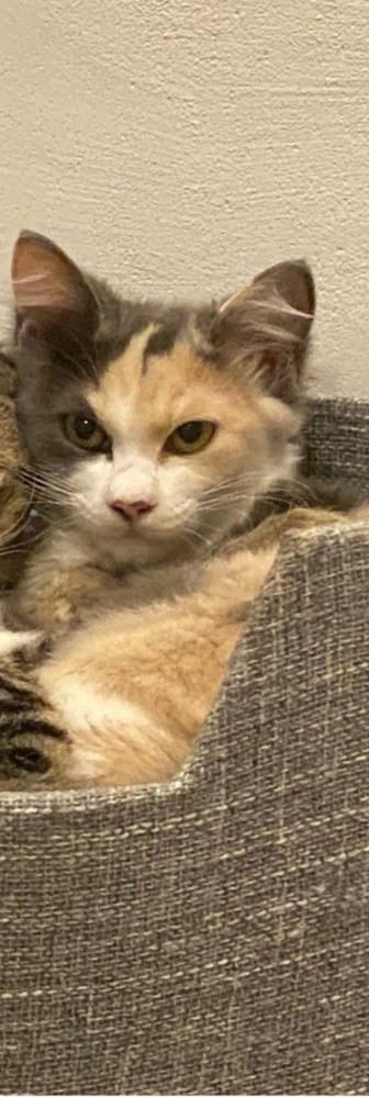 保護されたばかりの猫