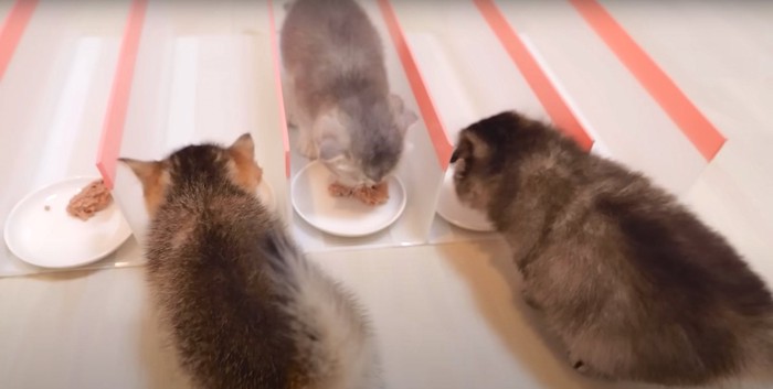 仕切りの外から食べる子猫たち