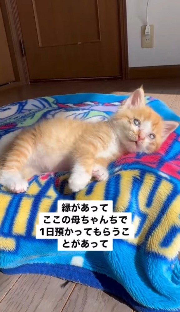 毛布の上で寝転ぶ子猫