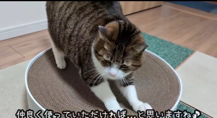 爪を研ぐ猫