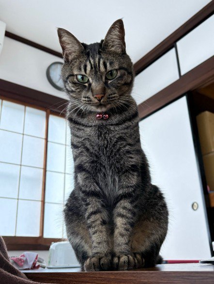 お座りするキジトラ
