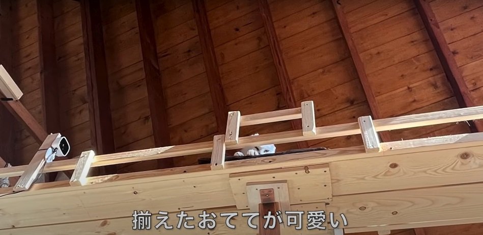 階下で作業をしているときも、上からそっと見守るシロさん