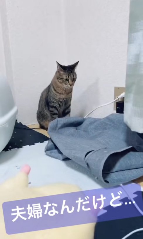 お座りをしてうつむく猫