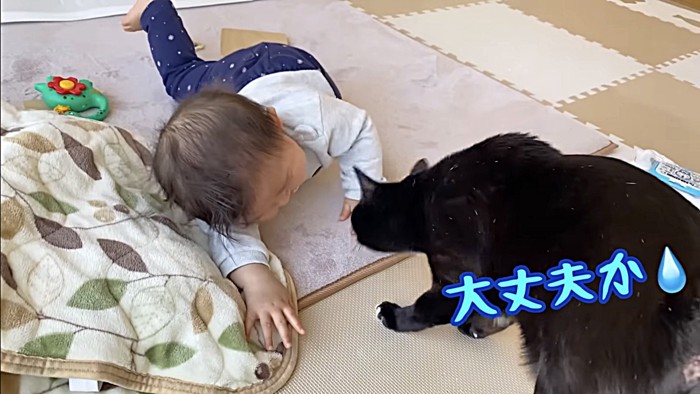 赤ちゃんを心配する猫の後ろ姿