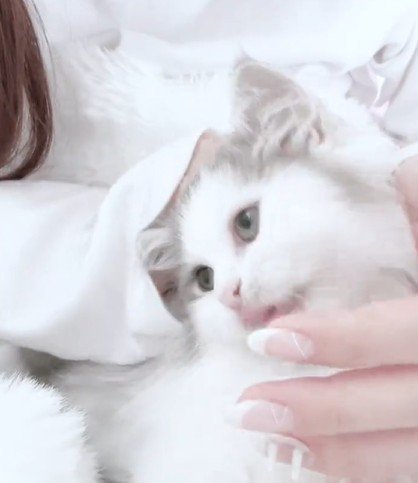 なでられる猫