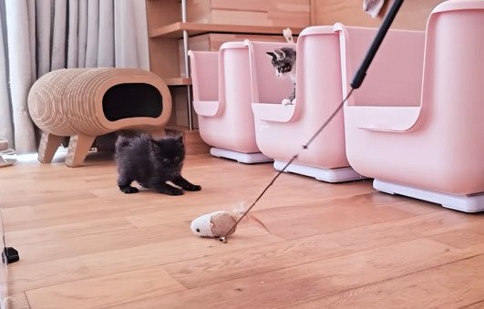 おもちゃを狙う子猫