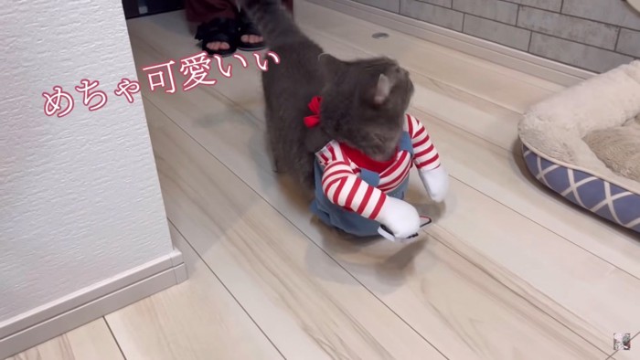 飼い主さんもメロメロです…