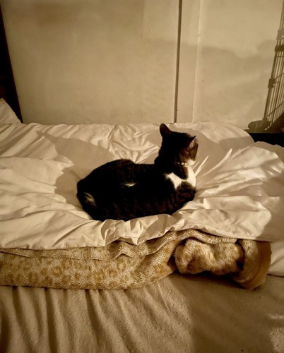 布団に座っている猫