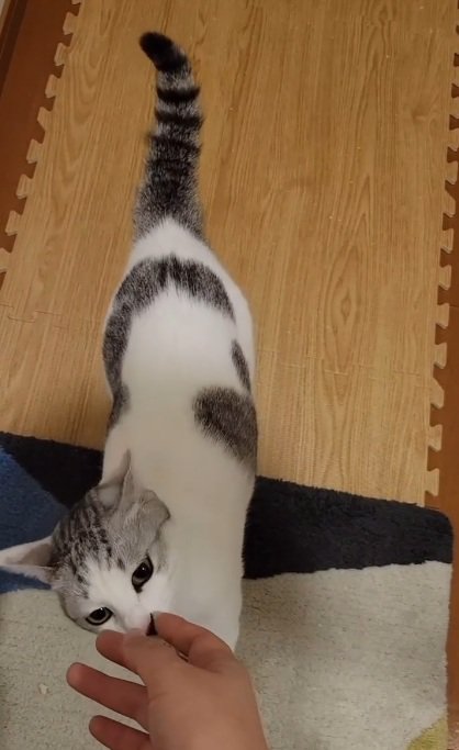 しっぽの変化