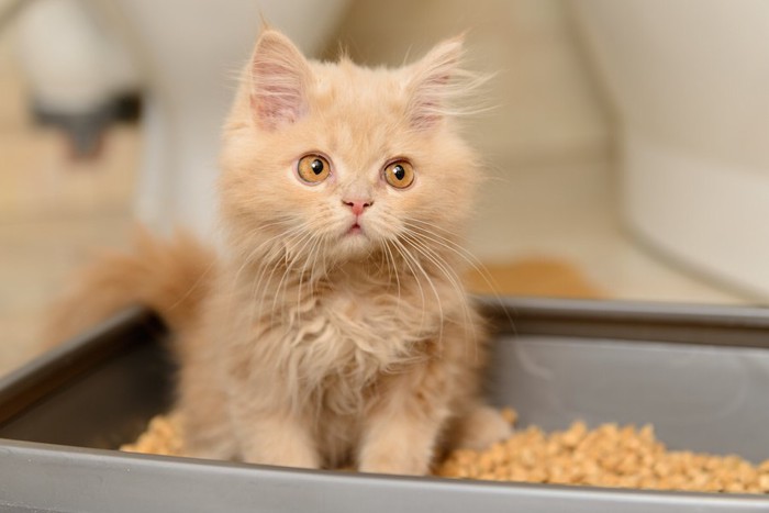 トイレに座る子猫のペルシャ猫