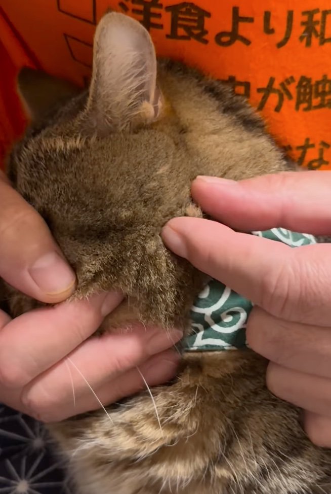 猫の毛を摘む