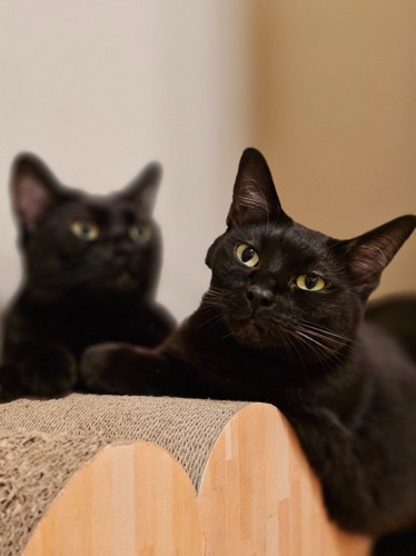 黒猫2匹