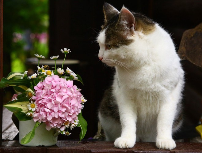 紫陽花と猫