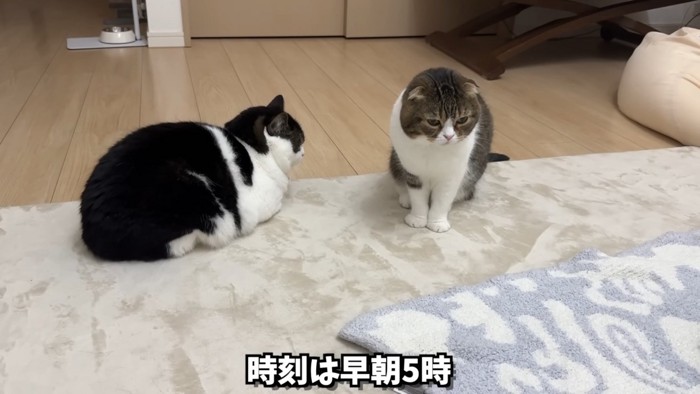 リビングのぽこ太郎くんとうま次郎くん