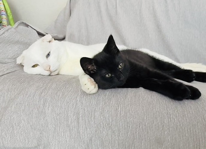 ソファで横になる白猫と黒猫