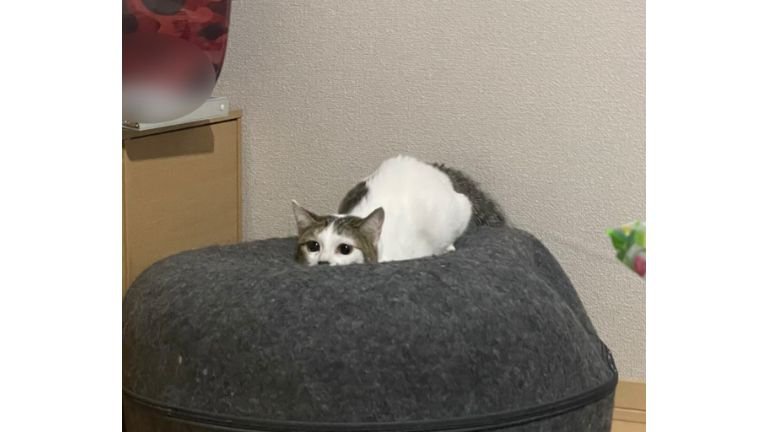 室内にいる猫
