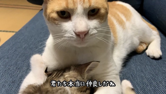 ドヤ顔する猫