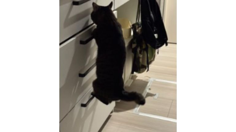 猫と引き出し