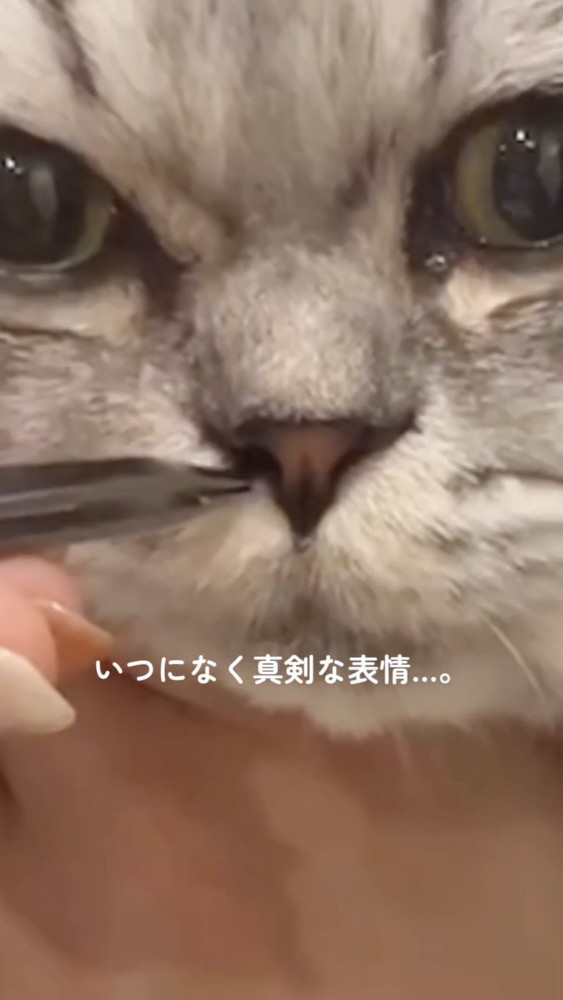 目の前を見つめる猫