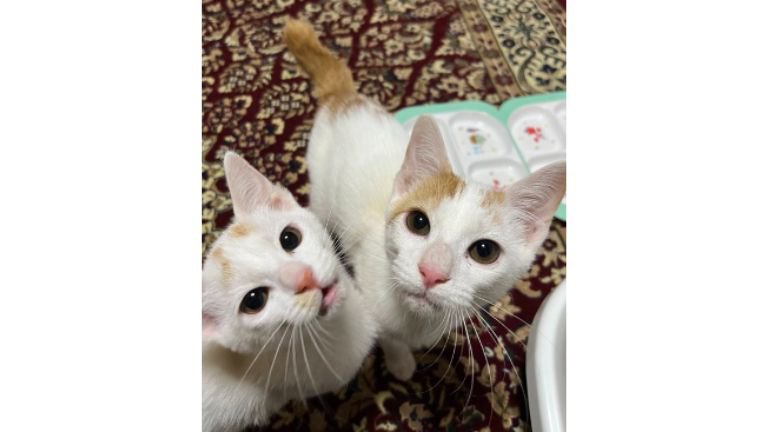 室内にいる猫たち