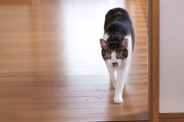 部屋の中を歩き回る猫の姿