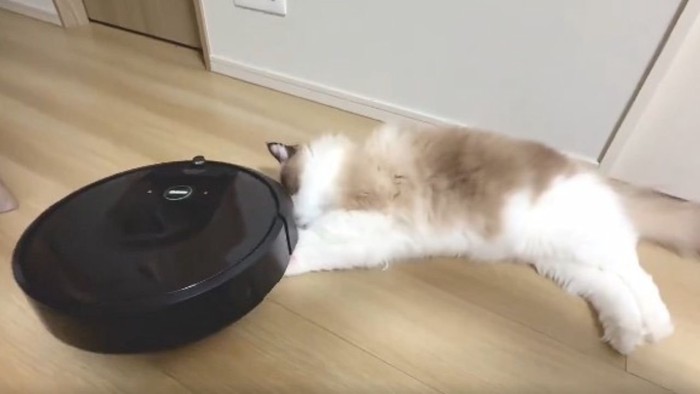 ロボット掃除機と戯れる猫