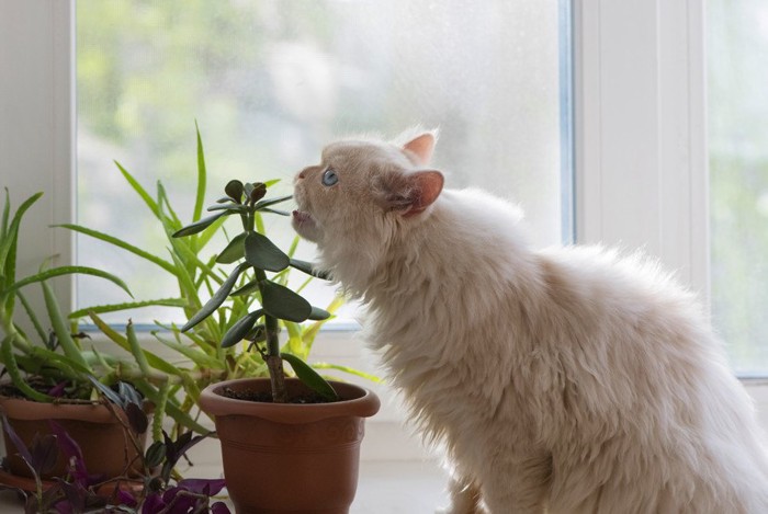 観葉植物を食べそうな猫