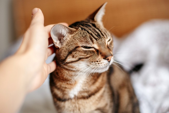 飼い主になでられて幸せそうな表情の猫