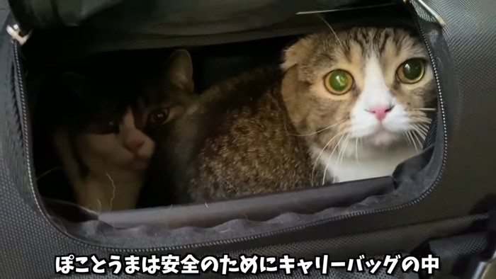 キャリーバッグの中にいる2匹の猫